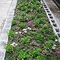 1 綠屋頂-信義行政中心 012 混植.j.jpg