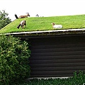 animals-on-green-roof.jpg