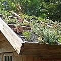 living-roofs.jpg
