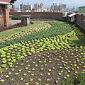 100-0921 綠屋頂示範計畫施工--三(11).jpg