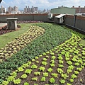 100-0921 綠屋頂示範計畫施工--三(10).jpg