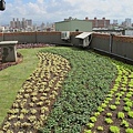 100-0921 綠屋頂示範計畫施工--三(9).jpg