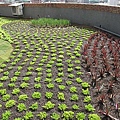 100-0921 綠屋頂示範計畫施工--三(12).jpg