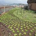100-0921 綠屋頂示範計畫施工--三(15).jpg