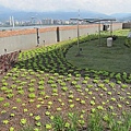 100-0921 綠屋頂示範計畫施工--三(19).jpg