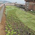 100-0921 綠屋頂示範計畫施工--三(46).jpg