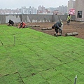 桃園元昌建設綠屋頂 100-1001 078.jpg