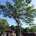 104-1211-1 台南孔廟-雨豆樹安全檢測評估 (14).jpg
