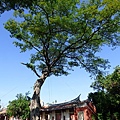 104-1211-1 台南孔廟-雨豆樹安全檢測評估 (34).jpg
