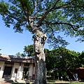 104-1211-1 台南孔廟-雨豆樹安全檢測評估 (45).jpg