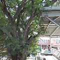 104-1211-2 台南地方法院樹木安全評估 (33).jpg