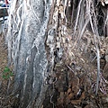 104-1211-4 台南後甲榕樹--安全評估 (10).jpg