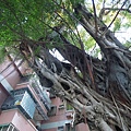 104-1211-4 台南後甲榕樹--安全評估 (14).jpg