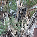 104-1211-4 台南後甲榕樹--安全評估 (17).jpg