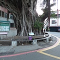 104-1211-4 台南後甲榕樹--安全評估 (24).jpg