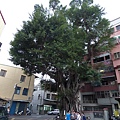 104-1211-4 台南後甲榕樹--安全評估 (44).jpg