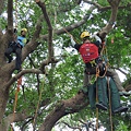 106-0624 台灣攀樹錦標賽 (84).jpg