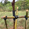 110-0326 樹木支架 (2).jpg