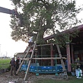105-1005 台中水湳列管老樹移植-- (85).jpg