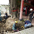 105-1005 台中列管老樹移植前斷根作業 (106).jpg