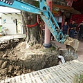 105-1005 台中列管老樹移植前斷根作業 (124).jpg
