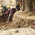 105-1005 台中列管老樹移植前斷根作業 (130).jpg