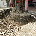 105-1005 台中列管老樹移植前斷根作業 (255).jpg