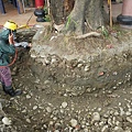 105-1005 台中列管老樹移植前斷根作業 (267).jpg