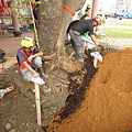 105-1005 台中列管老樹移植前斷根作業 (287).jpg