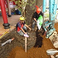 105-1005 台中列管老樹移植前斷根作業 (288).jpg