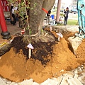 105-1005 台中列管老樹移植前斷根作業 (307).jpg