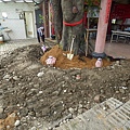 105-1005 台中列管老樹移植前斷根作業 (344).jpg