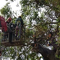 105-1005 台中列管老樹移植前斷根作業 (383).jpg