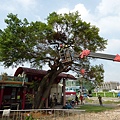 105-1005 台中列管老樹移植前斷根作業 (389).jpg