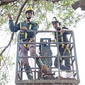 105-1005 台中列管老樹移植前斷根作業 (421).jpg