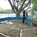 105-1020 樹木基盤改善--台北列管老樹816號 (15).jpg