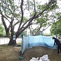 105-1020 樹木基盤改善--台北列管老樹816號 (66).jpg