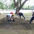 105-1020 樹木基盤改善--台北列管老樹816號 (72).jpg