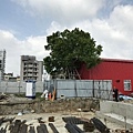 樹木與營建工程 (7).jpg