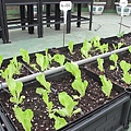 103-1022 屋頂菜園--營盤社區營造 (201).jpg