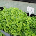 103-1030 屋頂菜園--營盤社區營造 (1).jpg
