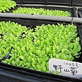 103-1030 屋頂菜園--營盤社區營造 (2).jpg
