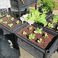 103-1027 屋頂菜園介質試驗 (2).jpg