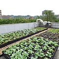 105-1020 台大農機館屋頂菜園 (11).jpg