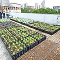 105-1020 台大農機館屋頂菜園 (10).jpg