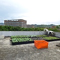 105-1020 台大農機館屋頂菜園 (2).jpg