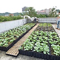 105-1020 台大農機館屋頂菜園 (3).jpg