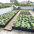 105-1020 台大農機館屋頂菜園 (5).jpg