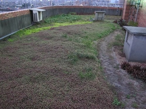 102-0318 三重順德里綠屋頂-缺乏維(14).jpg