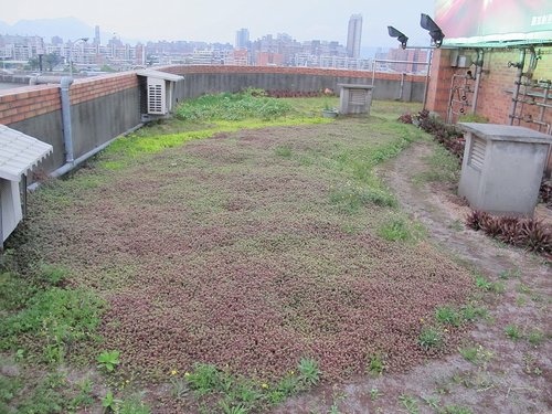 102-0318 三重順德里綠屋頂-缺乏維(2).jpg